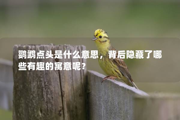 鹦鹉点头是什么意思，背后隐藏了哪些有趣的寓意呢？