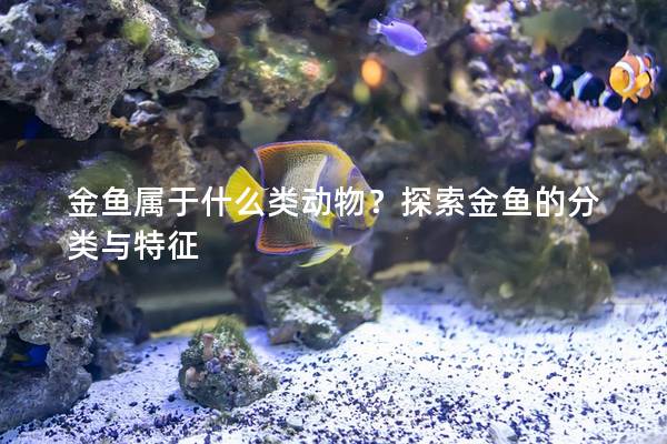 金鱼属于什么类动物？探索金鱼的分类与特征