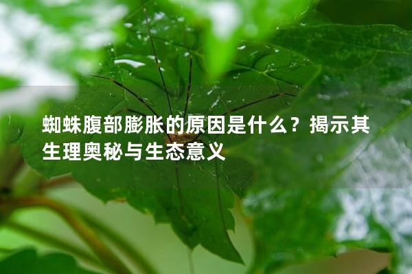 蜘蛛腹部膨胀的原因是什么？揭示其生理奥秘与生态意义