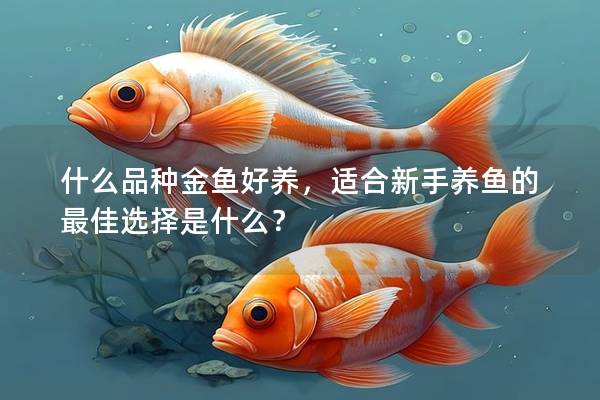 什么品种金鱼好养，适合新手养鱼的最佳选择是什么？