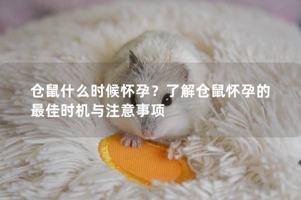 仓鼠什么时候怀孕？了解仓鼠怀孕的最佳时机与注意事项