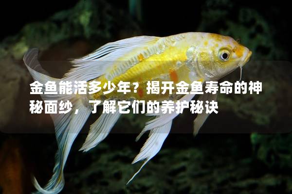 金鱼能活多少年？揭开金鱼寿命的神秘面纱，了解它们的养护秘诀