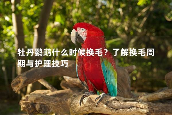 牡丹鹦鹉什么时候换毛？了解换毛周期与护理技巧