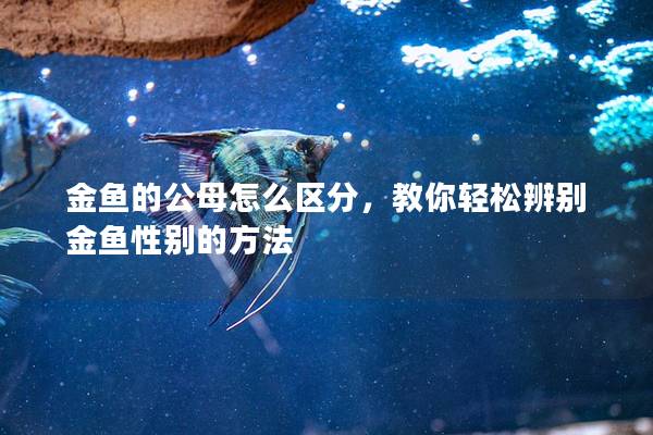 金鱼的公母怎么区分，教你轻松辨别金鱼性别的方法