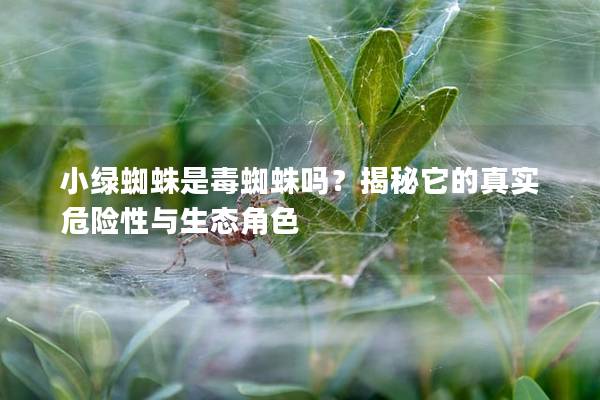 小绿蜘蛛是毒蜘蛛吗？揭秘它的真实危险性与生态角色