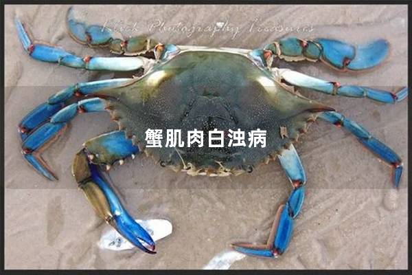 蟹肌肉白浊病