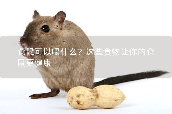 仓鼠可以喂什么？这些食物让你的仓鼠更健康