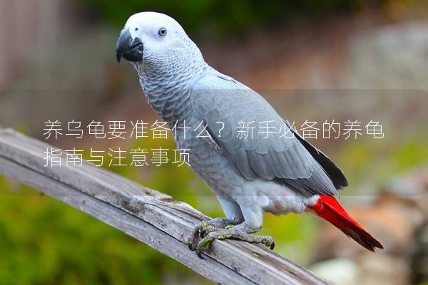 养乌龟要准备什么？新手必备的养龟指南与注意事项