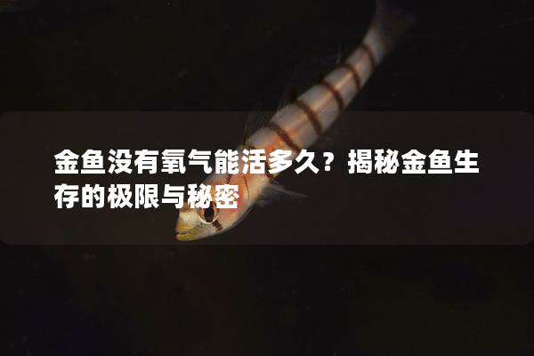 金鱼没有氧气能活多久？揭秘金鱼生存的极限与秘密