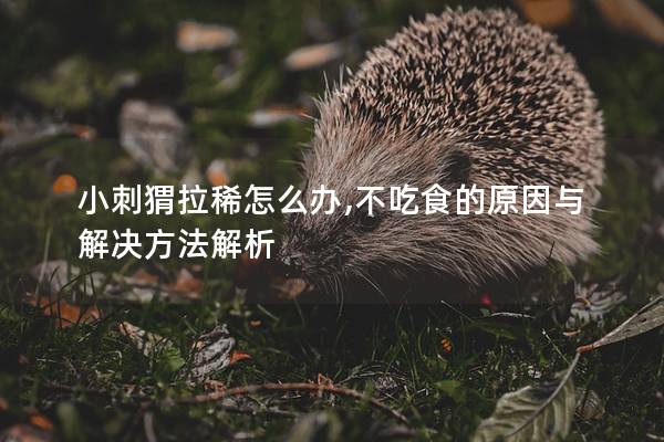 小刺猬拉稀怎么办,不吃食的原因与解决方法解析