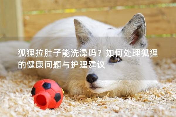 狐狸拉肚子能洗澡吗？如何处理狐狸的健康问题与护理建议