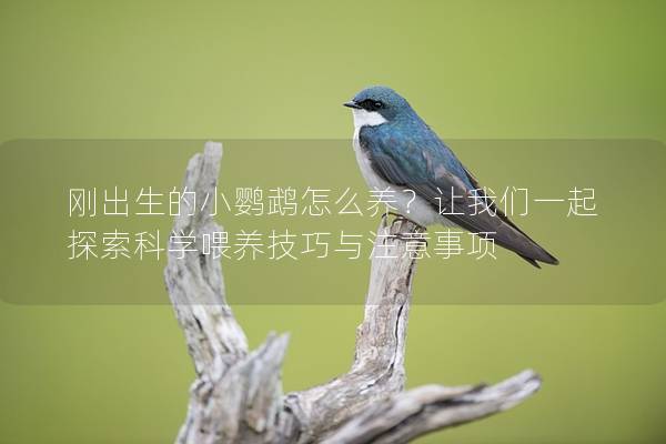 刚出生的小鹦鹉怎么养？让我们一起探索科学喂养技巧与注意事项