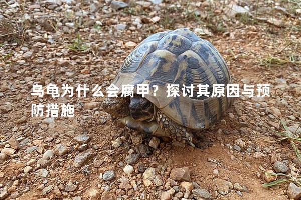 乌龟为什么会腐甲？探讨其原因与预防措施