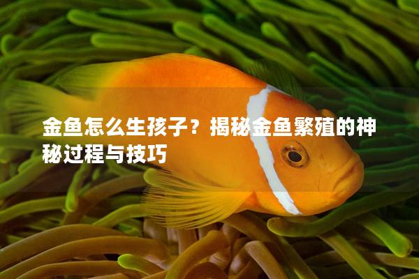 金鱼怎么生孩子？揭秘金鱼繁殖的神秘过程与技巧