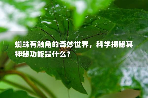 蜘蛛有触角的奇妙世界，科学揭秘其神秘功能是什么？