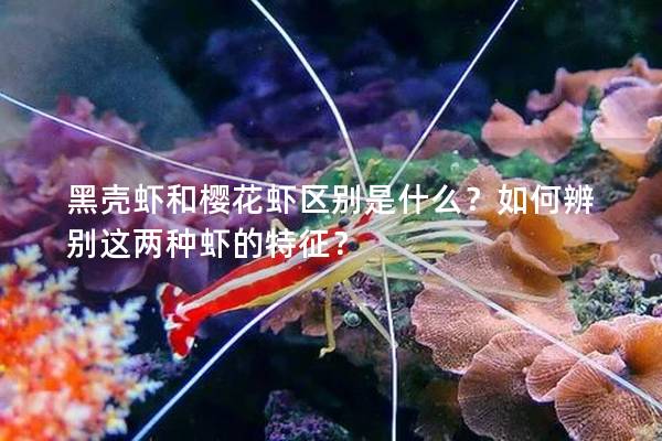 黑壳虾和樱花虾区别是什么？如何辨别这两种虾的特征？