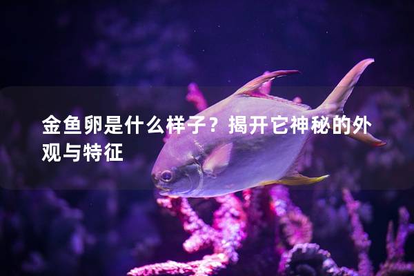 金鱼卵是什么样子？揭开它神秘的外观与特征