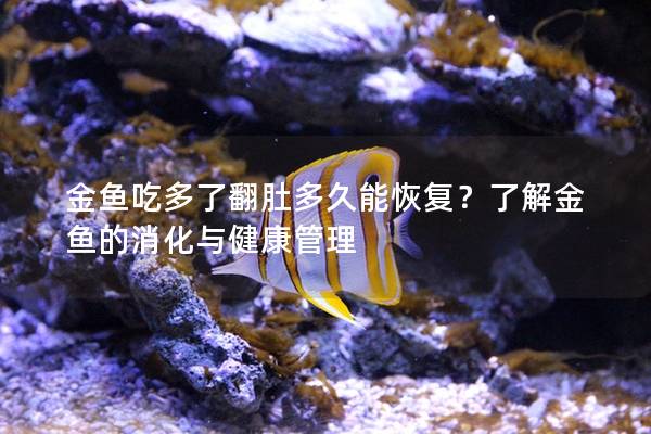 金鱼吃多了翻肚多久能恢复？了解金鱼的消化与健康管理