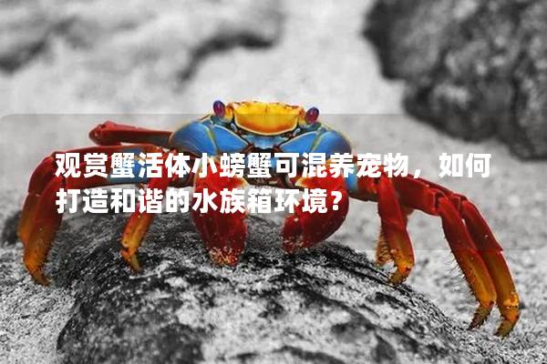 观赏蟹活体小螃蟹可混养宠物，如何打造和谐的水族箱环境？