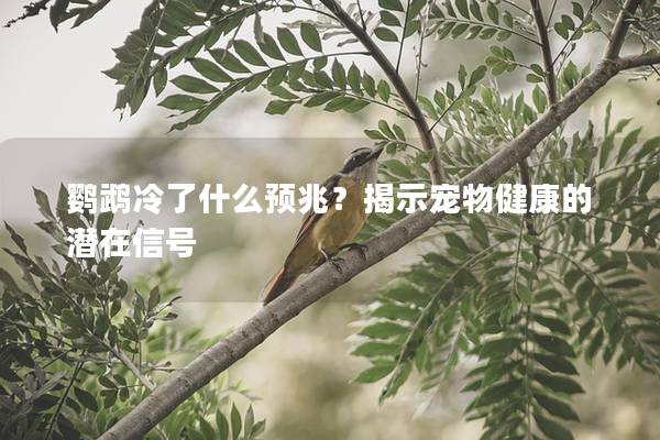 鹦鹉冷了什么预兆？揭示宠物健康的潜在信号