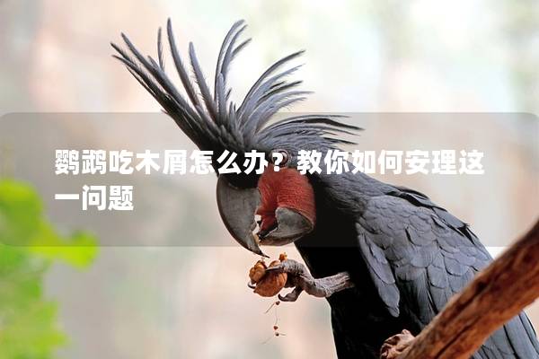 鹦鹉吃木屑怎么办？教你如何安理这一问题