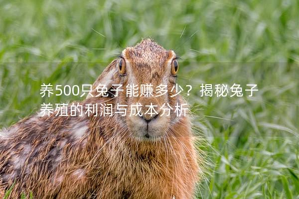 养500只兔子能赚多少？揭秘兔子养殖的利润与成本分析