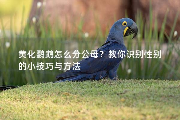 黄化鹦鹉怎么分公母？教你识别性别的小技巧与方法