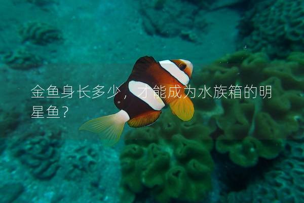 金鱼身长多少，才能成为水族箱的明星鱼？