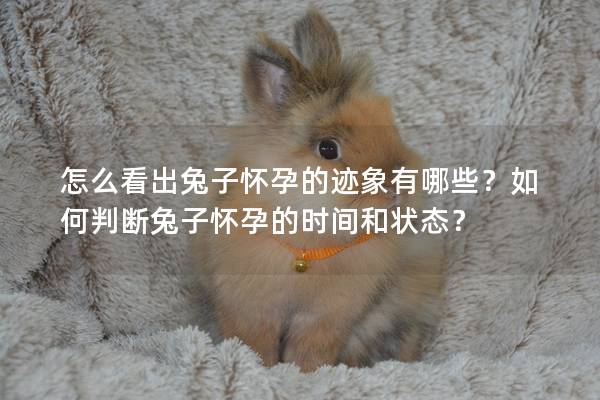 怎么看出兔子怀孕的迹象有哪些？如何判断兔子怀孕的时间和状态？