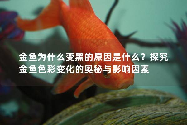 金鱼为什么变黑的原因是什么？探究金鱼色彩变化的奥秘与影响因素