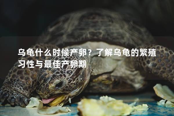 乌龟什么时候产卵？了解乌龟的繁殖习性与最佳产卵期