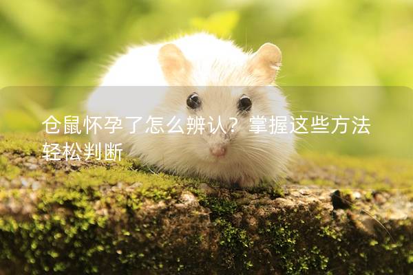 仓鼠怀孕了怎么辨认？掌握这些方法轻松判断