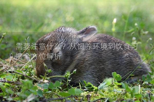 需要注意什么？从饲养环境到饮食习惯全方位解析