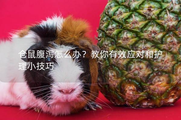 仓鼠腹泻怎么办?教你有效应对和护理小技巧