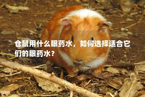 仓鼠用什么眼药水,如何选择适合它们的眼药水?