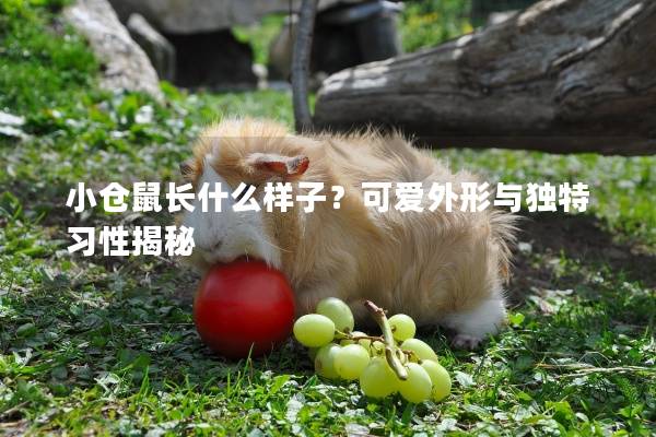 小仓鼠长什么样子?可爱外形与独特习性揭秘
